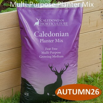 Caledonian Planter Mix