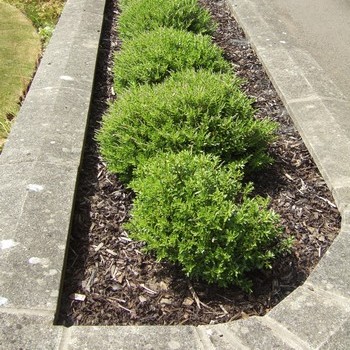 Garden Mulch, Woodchip